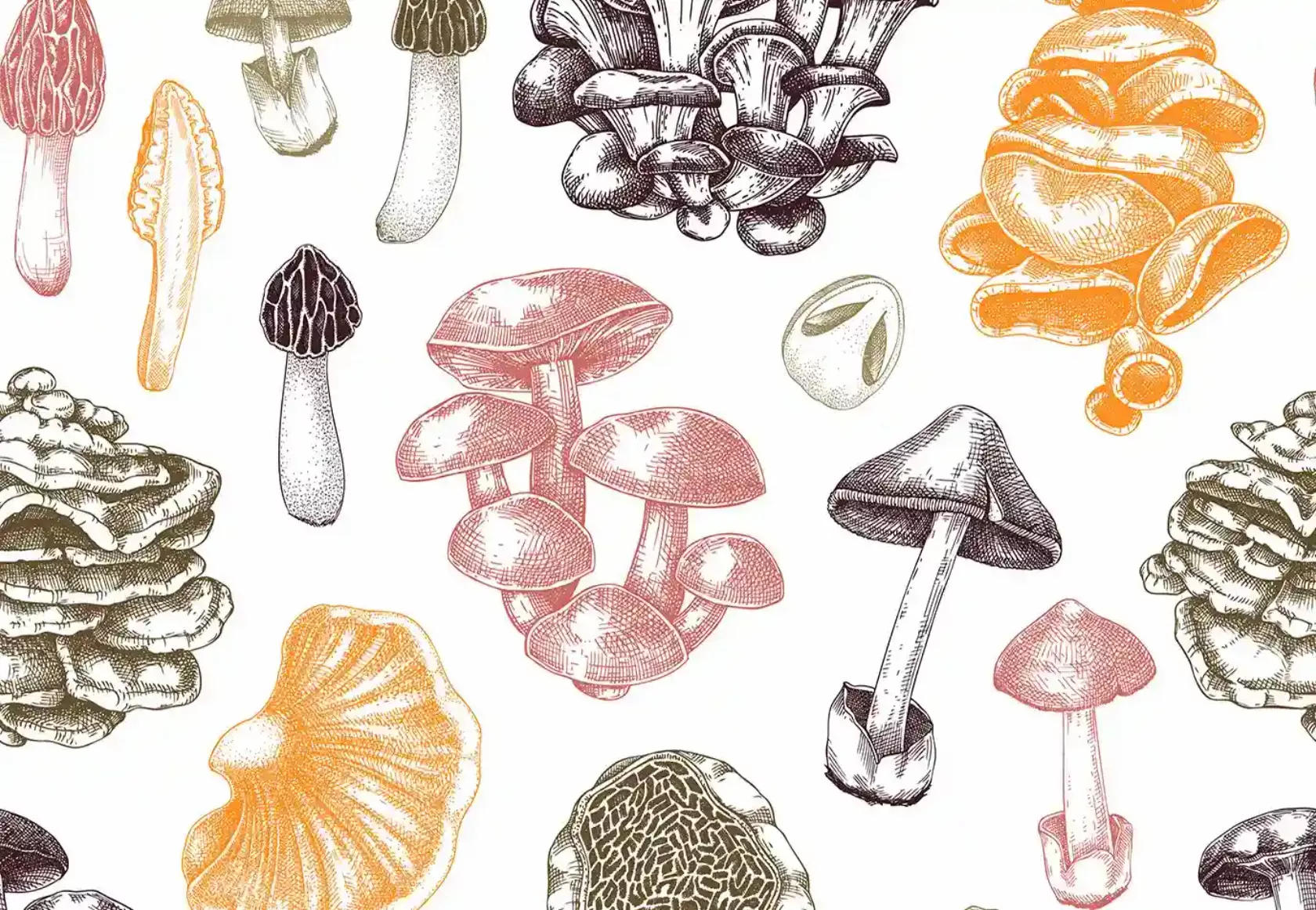 Illustration verschiedener Pilz-Sorten, Röhren- und Lamellenpilze, Lorcheln, usw.