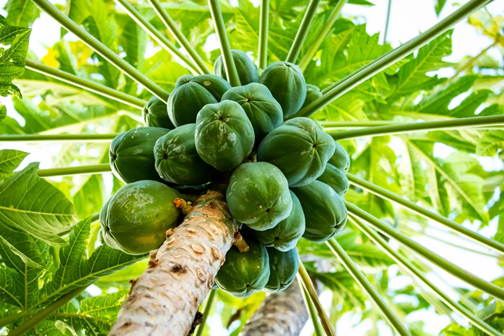 Papaya-Früchte am Baum von unten gesehen.
