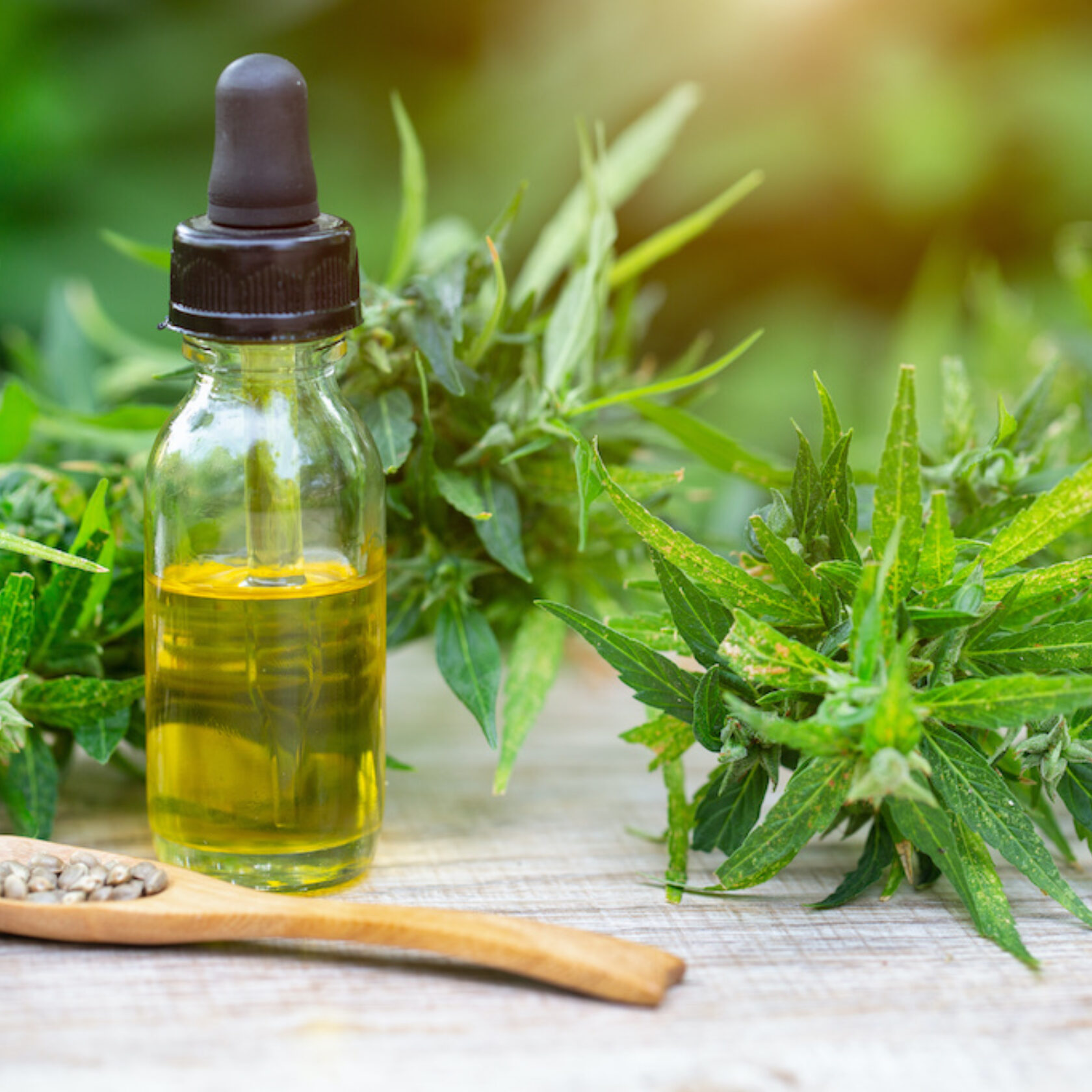 Cannabis-Öl und Pflanze