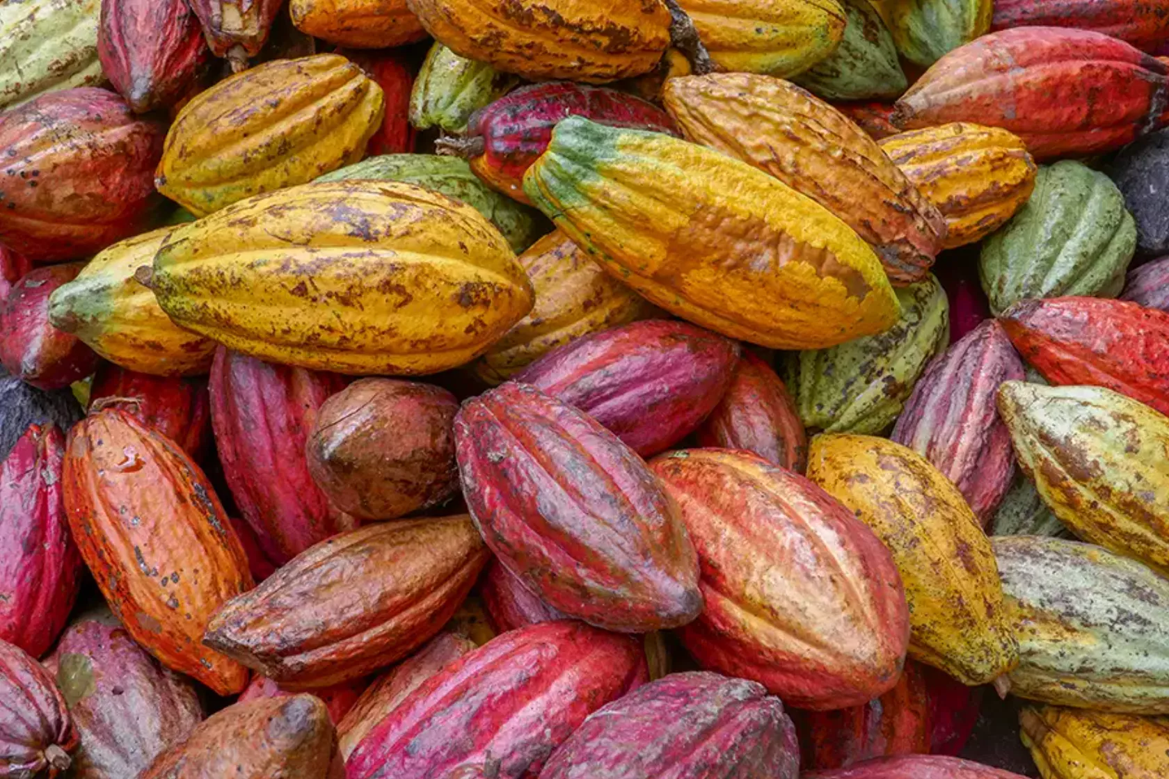 Ungeöffnete Früchte der Kakao-Pflanze gelb, rot, grün changierend.
