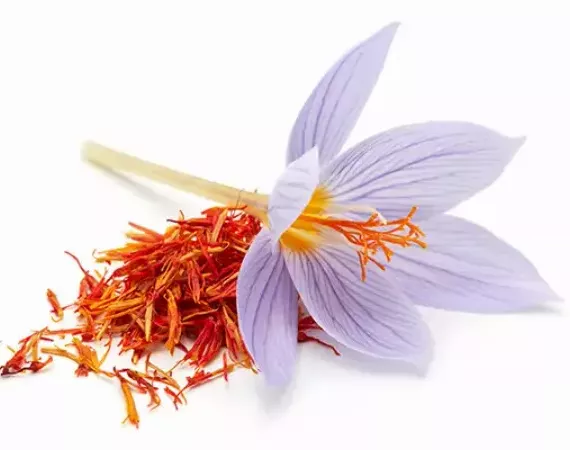 Safran - Safranfäden und eine ganze Blüte des Crocus sativus.