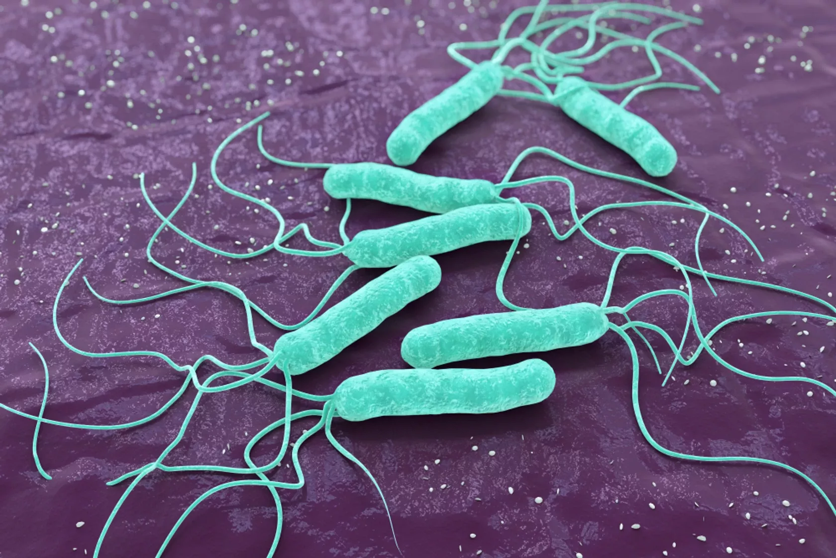 3D-Render von Helicobater pylori Bakterien, die vielfache Beschwerden verursachen.