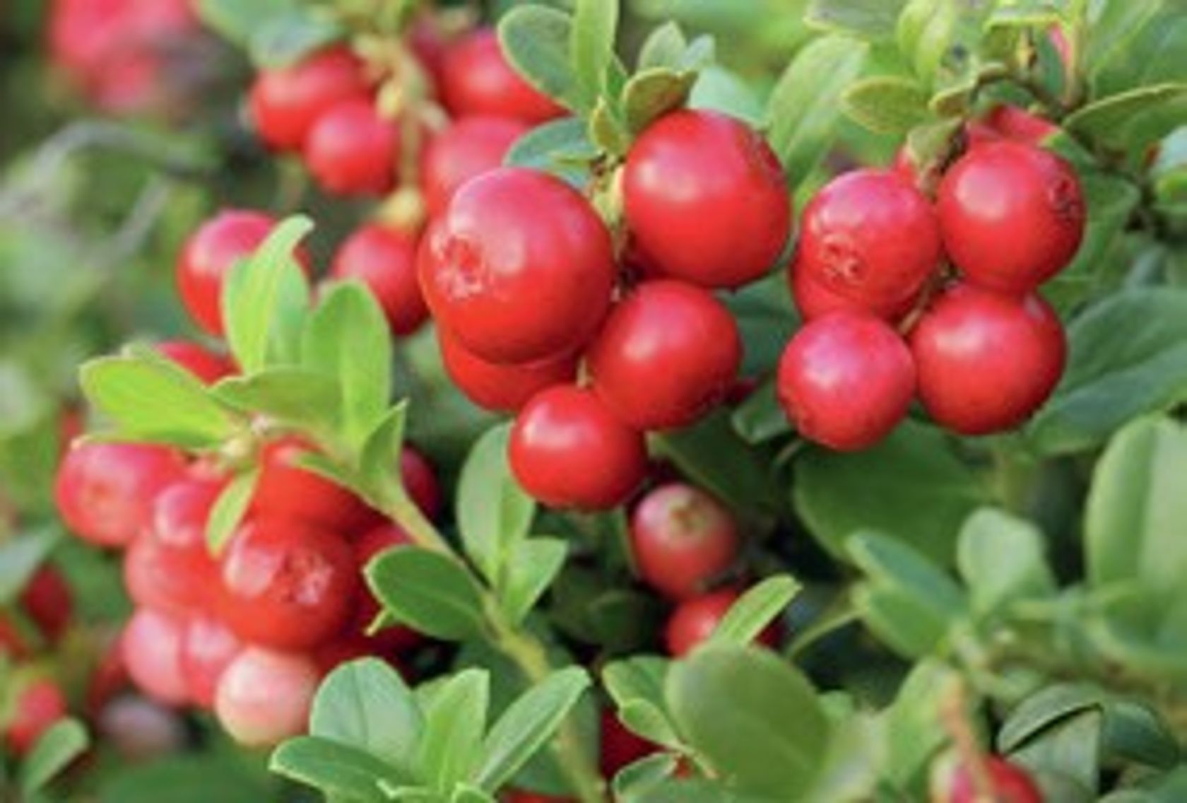 Abbildung Cranberries for preventing urinary tract infections