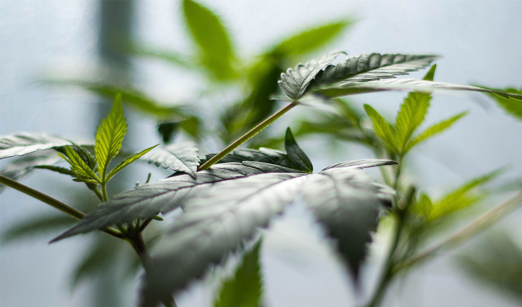 Cannabiskonsumstörung erkennen: Die Cannabis-Pflanze