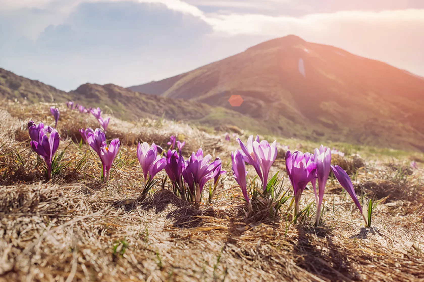 Crocus sativus - die Pflanze, aus der Safran gewonnen wird - wächst auf einer Bergwiese.