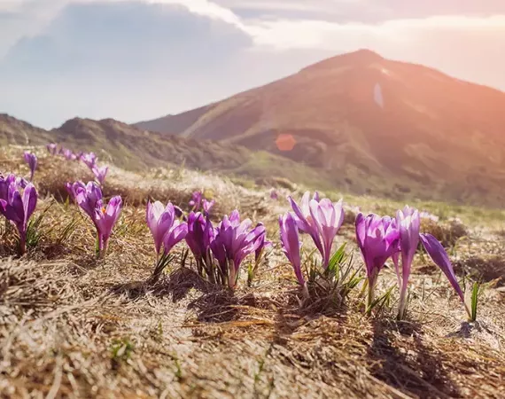 Crocus sativus - die Pflanze, aus der Safran gewonnen wird - wächst auf einer Bergwiese.