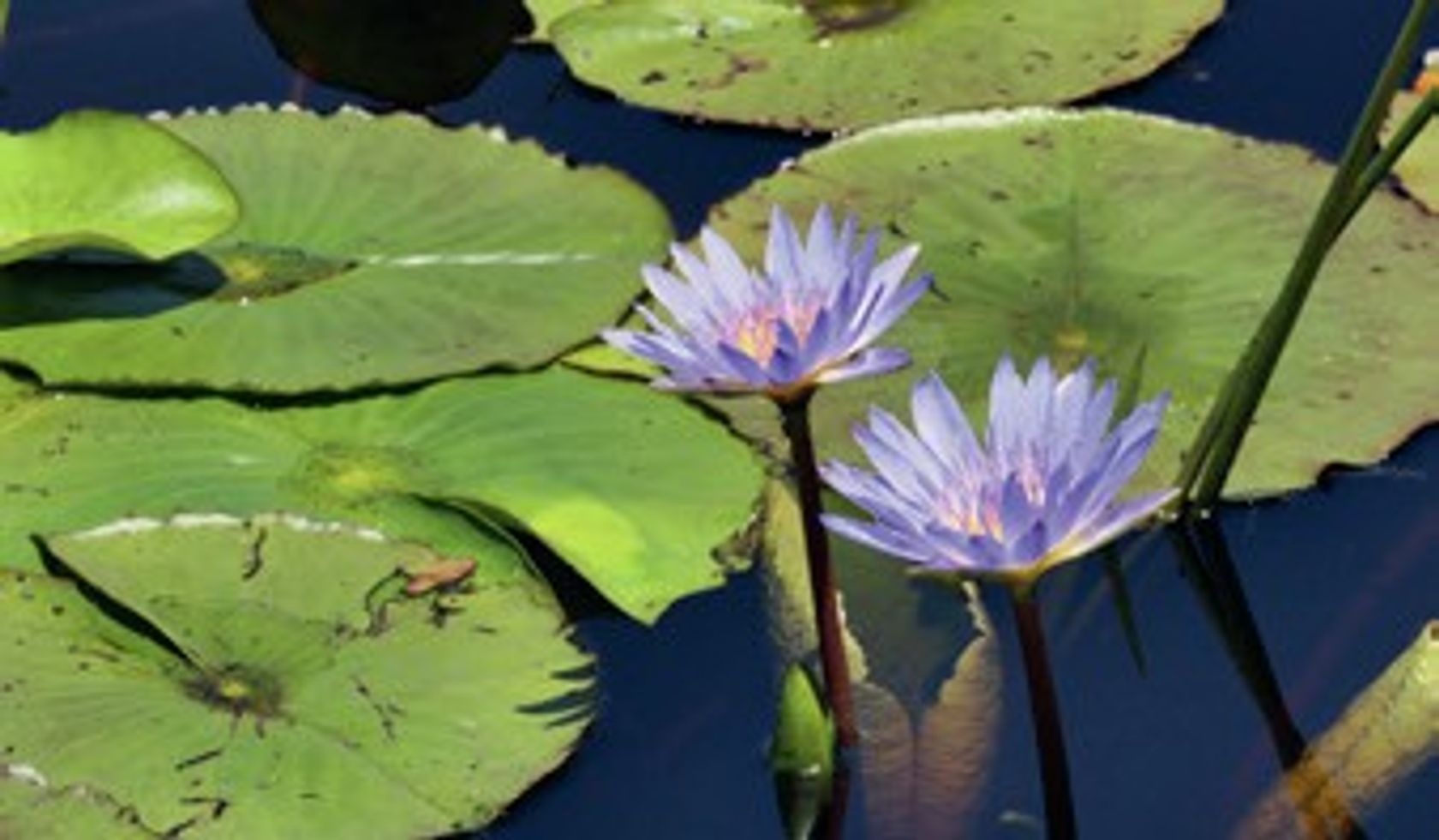 Seerose oder Lotoslbume mit leicht lilafarbenen Blüten und den auf dem Wasser schwimmenden Blättern.